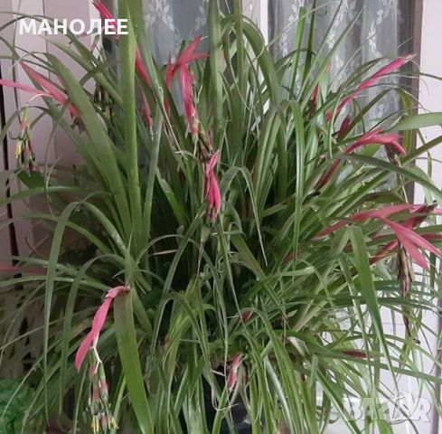 Билбергия, снимка 1 - Градински цветя и растения - 46022605