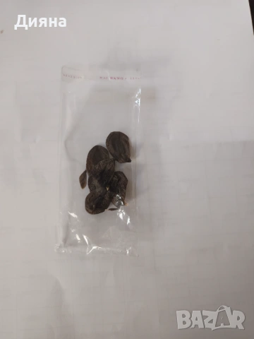 Амарилис семе, снимка 2 - Стайни растения - 54118344