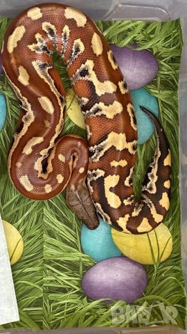 Продавам кървав питон мъжки, снимка 1 - Змии - 45603868