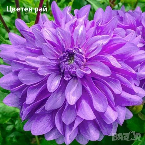 Грудки на няколко цвята далии , снимка 5 - Градински цветя и растения - 53770863