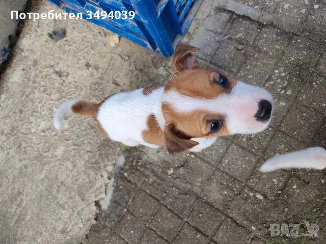 Джак Ръсел Териер , снимка 12 - Джак ръсел териер - 54012486