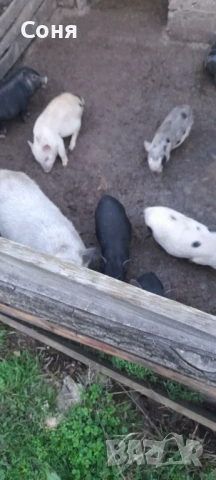 Продавам виетнамски прасета, снимка 2 - Прасета - 53035330