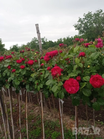 Щамбови рози, собствено производство, цветово разнообразие., снимка 6 - Градински цветя и растения - 51924115