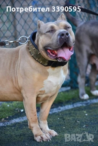 Американско Були Покет и Хл за Разплод, снимка 8 - Други - 47006995