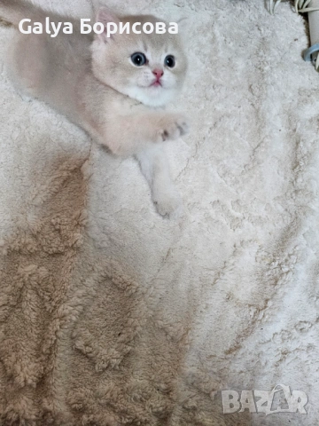 Родословни Британски котета  промоционолна цена за 8 март, деня на жената!, снимка 7 - Британска късокосместа - 53502654