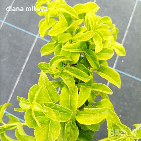 Катерлива Хортензия, Hydrangea anomala petiolaris!!!, снимка 10 - Градински цветя и растения - 43401670