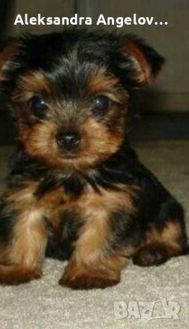 СПЕШНО Мини Йорки  Роки