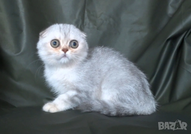 Чинчила - клепоухо късокосместо, снимка 6 - Британска късокосместа - 52373949