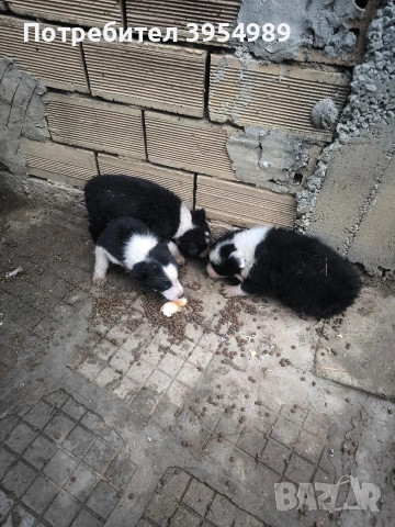 продавам кученца 