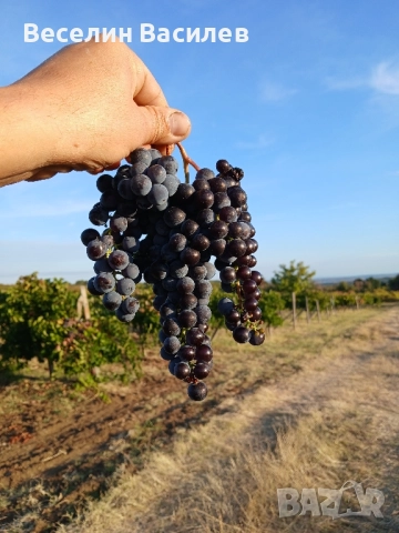 МЕРЛО , снимка 1