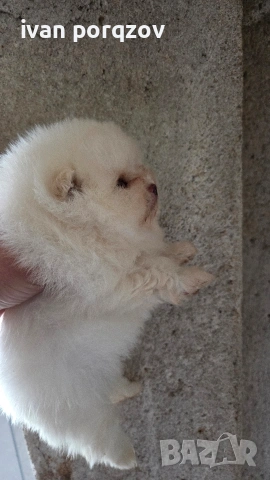 Готови за нов дом померанчета, снимка 7 - Померан - 54211908