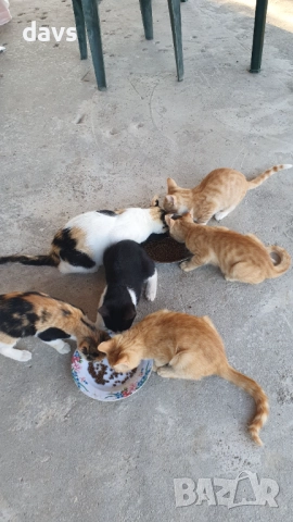 Малки котета – различни шарки, снимка 2 - Други - 51972893