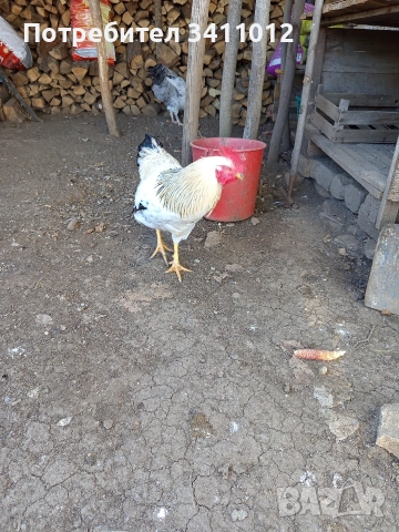 петли, снимка 2 - други­ - 52895816