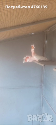 Какаду Инка, снимка 2 - Папагали - 53854555