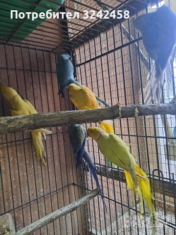 Продавам папагали, снимка 7 - Папагали - 53056720