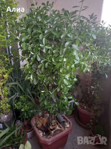 Многогодишен зелен храст Euonymus japonicus