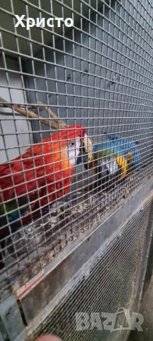 Продавам чифт Ари , снимка 2 - Папагали - 52542276