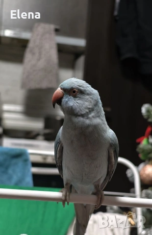 Клетка за папагал с папагал, снимка 5 - За птици - 53616700