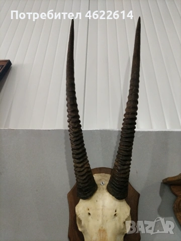 ГОЛЯМ ЛОВЕН ТРОФЕЙ НА АНТИЛОПА, МУФЛОН , снимка 5 - Антикварни и старинни предмети - 53677840