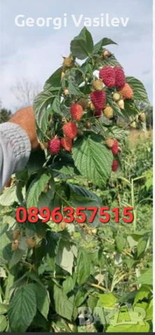  Расад малини и ягоди? *, снимка 5 - Разсади - 53774325