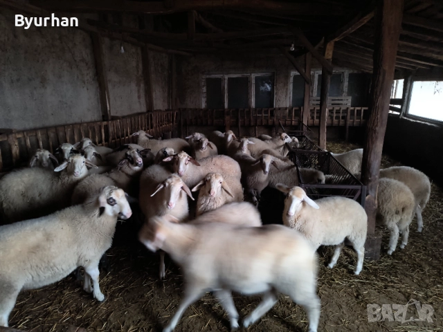 Агнета, снимка 2 - Овце - 52866309