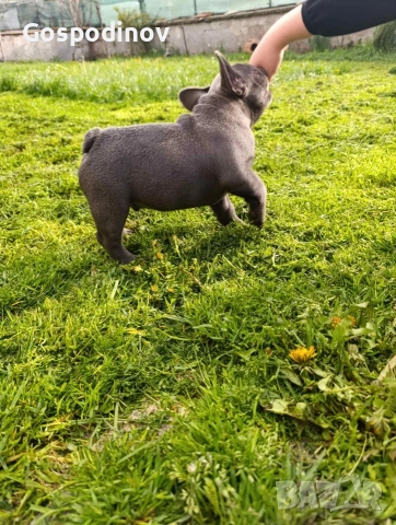 Френски булдог чистокръвен, снимка 5 - Френски булдог - 51358129