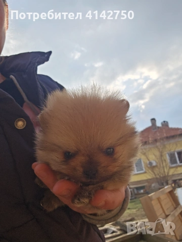 Мини Померанчета момчета , снимка 7 - Померан - 53836470