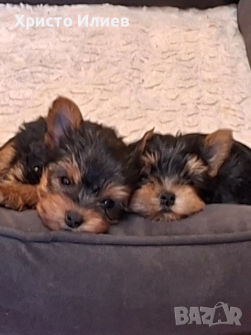 Продава мъжко мини йоркширче , снимка 7 - Йоркширски териер - 54136523