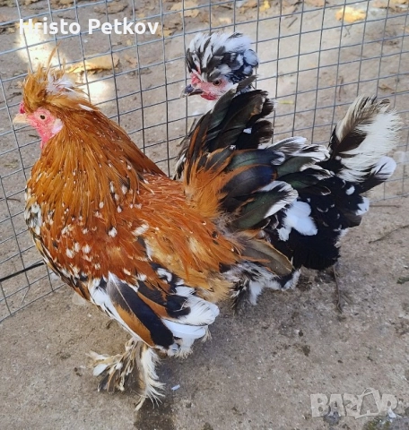 Продавам Чифт Бреговски Джинки 