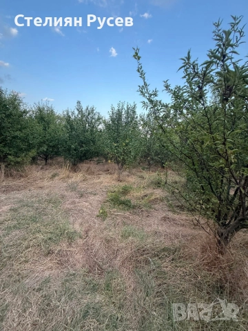 ПЧЕЛИН С КЪЩА С 4.5 ДКА ГРАДИНА / терен / парцел / в с. Васил Левски , обл. Силистра .-цена 20 650лв, снимка 3 - Къщи - 51975120