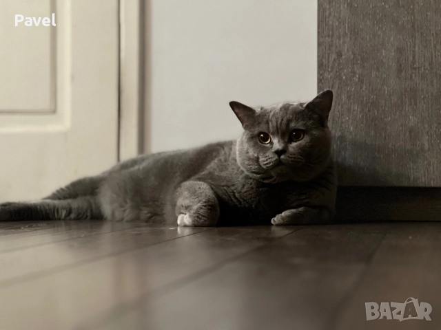 Благороден син британец търси подходяща дама