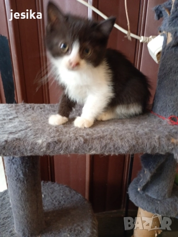 Подарявам малки котенца полуперсийчета с хигиенни навици., снимка 3 - Други - 52129933