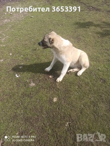 продавам средноазиатска овчарка, снимка 6 - Средноазиатска овчарка - 53689978