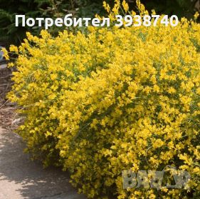 Цитизус Вечнозелен цъфтящ сухоустойчив храст, снимка 3 - Градински цветя и растения - 45863167