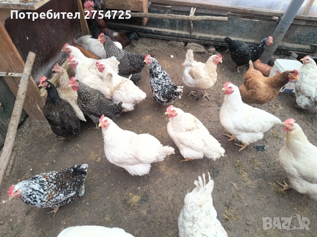 Продавам 31 броя кокошки, снимка 2 - Кокошки и пуйки - 53391194