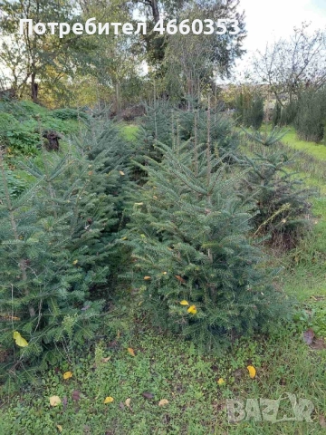 Коледна чудна елха за дома и градината , снимка 9 - Градински цветя и растения - 52532779