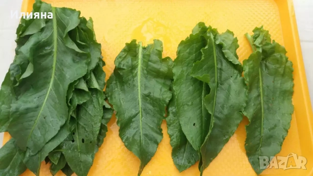 Самардала,Коприва,Лапад,Глог,Шипка,Песто от Коприва,Манголд,Розмарин, снимка 11 - Сортови семена и луковици - 44686395