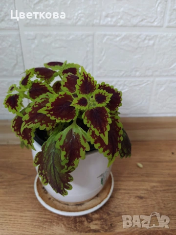 7 различни копривки+подарък и отстъпка, снимка 7 - Стайни растения - 53475491