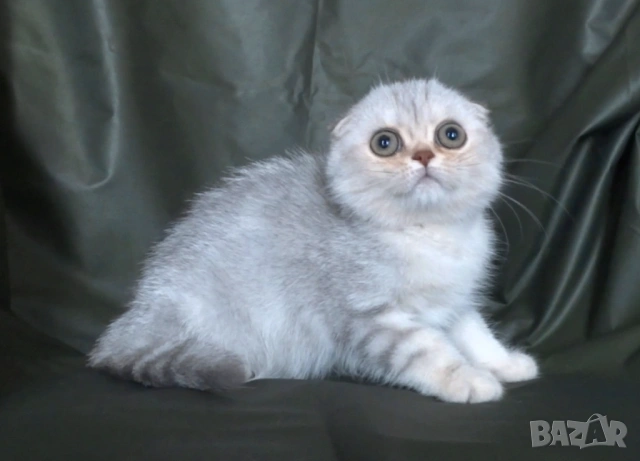 Чинчила - клепоухо късокосместо, снимка 4 - Британска късокосместа - 52373949