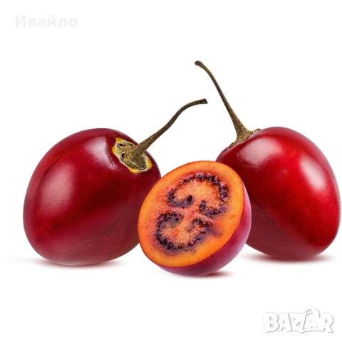 Тамарило - Solanum betaceum, снимка 2 - Разсади - 52972133