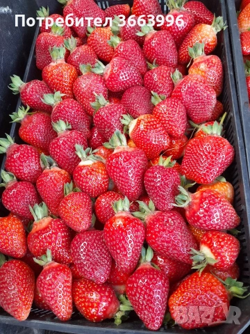 продавам фантастичен разсад ягоди и малини , снимка 16 - Разсади - 53688553