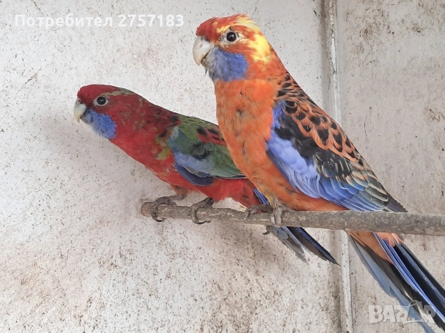 продавам папагали пенантова розела, снимка 4 - Папагали - 53993581