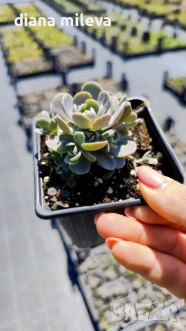 Седум Оростахис, Китайска шапка, Orostachys ‘Chinese Hat', снимка 12 - Градински цветя и растения - 51397227