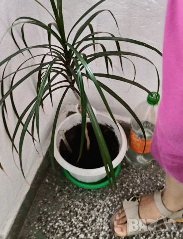 Продавам палма