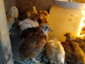 Пилета общоползвателни и бройлерчета, снимка 4