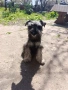 Цверг шнауцер, цвергшнауцер мини шнауцер, снимка 4
