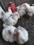 Домашни пилета бройлери, снимка 5