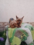 Продавам мини йоркита , снимка 1