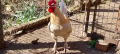 Домашен петел, снимка 1 - Кокошки и пуйки - 45034517