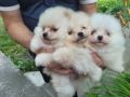 Купувам Мини Шпицове и Померани!, снимка 2